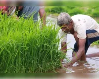 प्राकृतिक खेती की ओर बढ़ते कदम