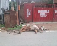 बिजली विभाग की लापरवाही से मंदिर के गाय की करंट लगने से मौत, लोगों में आक्रोश।