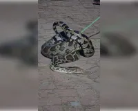 मलिहाबाद के रहमानखेड़ा में आधी रात रिहायशी इलाके में घुसा विशालकाय अजगर, बिल्ली को बनाया शिकार; ग्रामीणों में दहशत