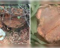 बिना परमिट के तिवारी पुर में आम व कैथोलिया में सागौन के पेड़ों की हुई कटान