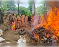 ऑपरेशन 'दहन' के तहत 5.57 करोड़ रुपये का 1115.95 किलो गांजा किया गया नष्ट