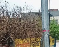 से करंट की चपेट में आकर भैंस की मौत, ।विजली विभाग की लापरवाही का आरोप।