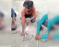 काकोरी में सूअर और भैंस चोरी का खुलासा