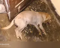परिवार की रक्षा में शहीद हुआ 'टॉमी