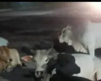 बस्ती में राष्ट्रीय राजमार्ग 27 पर छुट्टा पशुओं का जमावड़ा:कांवड़ यात्रा मार्ग पर बढ़ रहा दुर्घटना का खतरा