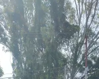 तूफान में पेड़ की डाल गिरी, बाल-बाल बचे लोग 