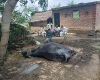 आकाशीय बिजली गिरने से दुधारू भैंस की मौत, पशुपालक को हुआ भारी नुकसान