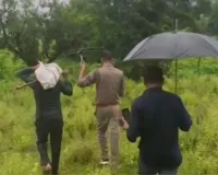 बांधवगढ़ से भटककर ड्रमंडगंज के जंगल पहुंचे हाथी, गांवों में दहशत का माहौल; वन विभाग की टीम अलर्ट, ग्रामीणों को जंगल से दूर रहने की चेतावनी