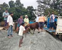 बाढ़ को देखते हुए सीखड़ गौ आश्रय केंद्र से पशुओं को निकाल कर सुरक्षित स्थान पर भेजा गया।