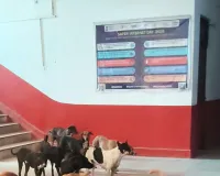 उतरौला तहसील परिसर में आवारा कुत्तों का आतंक, फरियादियों की सुरक्षा पर उठे सवाल