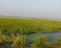 बाढ़ का पानी कम हो रहा, लेकिन फसलों का जीवन आखिरी सांसें गिन रहा