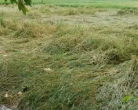 बेमौसम बारिश से बर्बाद हुई धान की फसल, किसानों की बढ़ी धड़कन