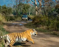 जिम कॉर्बेट में गार्ड पर झपटा बाघ, साथी ने लाठी से वार कर बचाई जान