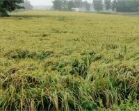 जिले के किसान मौसम की मार से बेहाल अन्नदाता खेतों में खड़ी धान की फसल पर मंडराया बर्बादी का खतरा
