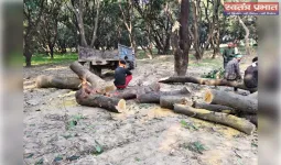 मलिहाबाद (रहीमाबाद) में ‘आम’ पर कुल्हाड़ी: एक दर्जन से ज्यादा पेड़ काटे