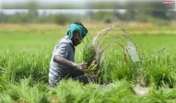 बिना फार्मर रजिस्ट्री अब किसानों को पीएम किसान फसल बीमा सहित अन्य योजनाओं का लाभ नहीं मिलेगा