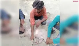 काकोरी में सूअर और भैंस चोरी का खुलासा