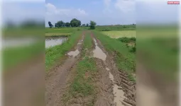 ददरी पहरी में बदहाल सड़क से ग्रामीण बेहाल, काशी प्रसाद पटेल के घर के पास आवागमन ठप