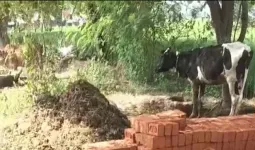 विद्यालय निर्माण में घटिया सामग्री के इस्तेमाल का आरोप, जांच की मांग