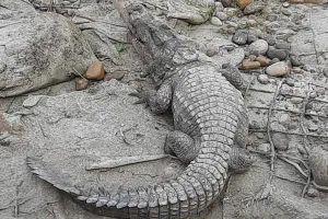 घर में घुसा सात फीट का मगरमच्छ, ग्रामीणों में मचा हड़कंप