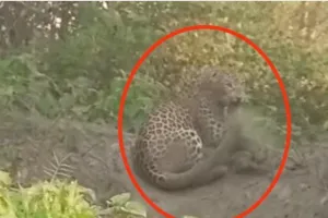 शिकारियों के आंकुड़े में फंसा दहशत का पर्याय बना तेंदुआ, फिर जाल तोड हो गया फरार