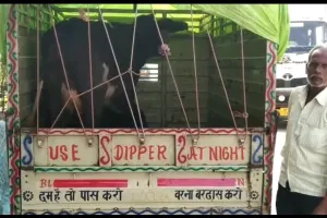 यहां तो दो सौ रुपए में बेजुबान गौ जानवर हो जाते हैं तड़ीपार 