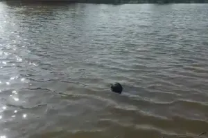 नदी में डूबे युवक का तीसरे दिन पानी मे उतराता मिला शव