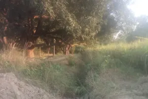 माइनर की पूरी सफाई न होने से ग्रामीणों में आक्रोश व्याप्त