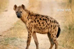 हिंसक जानवर ने बंधी बछिए को बनाया निवाला, वन विभाग ने पदचिन्ह जांच के लिए वाइल्ड लाइफ को भेजा