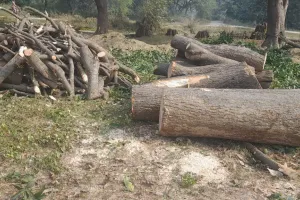 बिना परमिट काटे गए प्रतिबंधित प्रजातियों के पेड़ों पर नहीं हुई कार्यवाही
