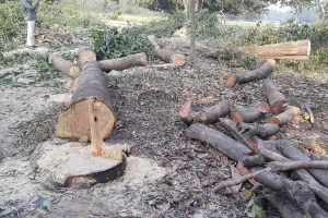 शिवगढ़ थाना क्षेत्र में वन माफिया सक्रिय ! बेखौफ होकर चला रहे हरियाली पर आरा