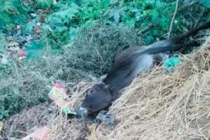 स्वयं के स्वार्थ के लिए गई बेजुबान की जान