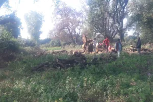 परमिट की आड़ में काट दिए अनेकों प्रतिबंधित पेड़