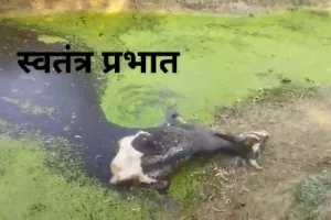 मां की आखे कौआ फोड़ रहे बेटे खड़ा होकर देख रहे तमाशा