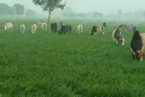 आवारा पशुओं का झुंड फसलों को कर रहा बर्बाद किसान परेशान