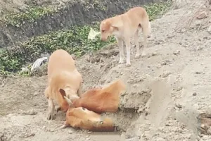 गौशाला में भूख और ठंड से तड़प-तड़प कर मर रही गायों को नोच- नोच कर खा रहे कुत्ते