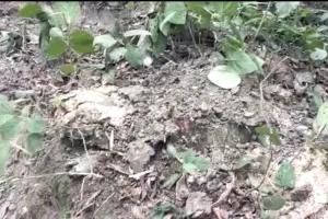 बिना परमिट ठेकेदार ने 30 प्रतिबंधित पेड़ों पर चलाया आरा