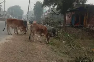 छुट्टा पशुओं का आतंक किसान परेशान पलक झपकते ही फसलों को कर देते हैं चौपट