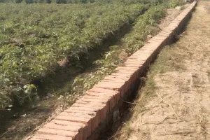 इंटरलॉक रोड में घटिया सामग्री और पीला ईट से हो रहा निर्माण कार्य