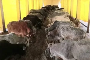 गोशाला संचालन से प्रधान का इन्कार, तब दौड़ी भुगतान की फाइल