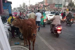 अधिकारियों की लापरवाही से सड़कों पर घुम रहे छुट्टा जानवर