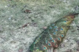 राष्ट्रीय पक्षी मोर की मौत, पोस्टमार्टम भेजा गया शव  स्वतंत्र प्रभात 