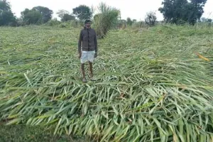  बेमौसम बारिश ने किसानों की बढ़ाई चिंता, सरसों व गेहूं की फसल को नुकसान