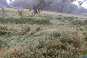 बेमौसम हुई बरसात से खेतों में ही चटाई की तरह विछ गई गेहूं की फसल