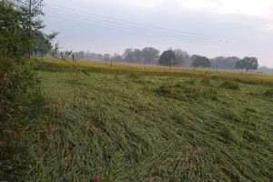मिल्कीपुर क्षेत्र में हुई मूसलाधार बरसात के चलते गेहूं, सरसों समेत अन्य कई फसले हुई चौपट