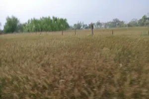 मौसम के आगे कृषि विश्वविद्यालय के मौसम वैज्ञानिक हुए फेल, मौसम बुलेटिन में बादल छाए रहने की कही थी बात