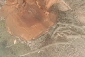 पुलिस व वन विभाग की मिलीभगत से चल रहा हरियाली पर आरा