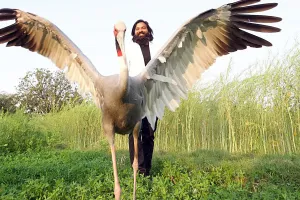 ' अ ' से अदालत,'स ' से सारस 