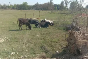 घूम रहे छुट्टा आवारा पशु फसलों को कर रहे नष्ट किसान परेशान