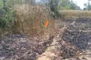 संदिग्ध परिस्थितियों में गेहूं के खेत में लगी आग फसल जलकर हुई राख